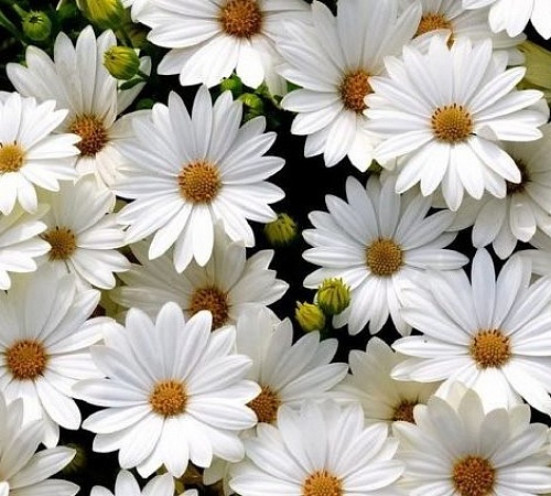 День Белого цветка
